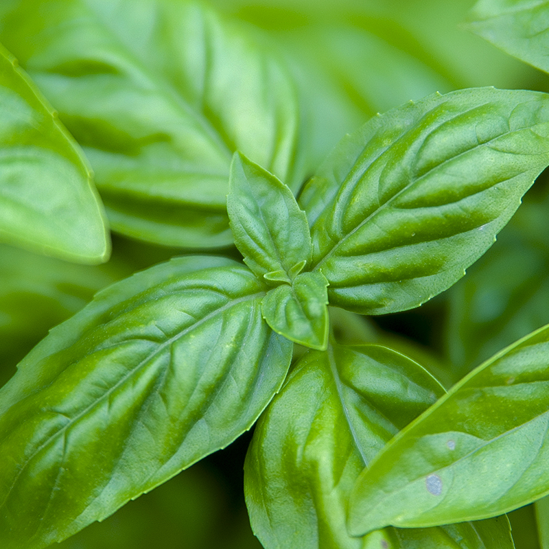 Feuilles de basilic frais