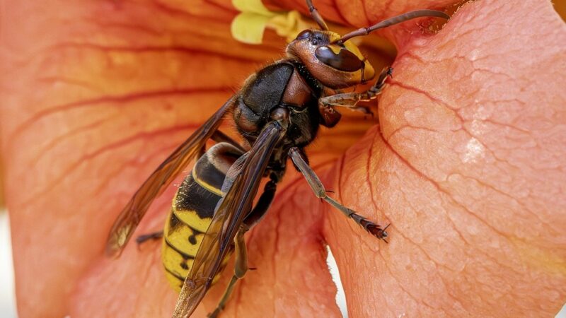 frelon asiatique-Le Rucher-Les Jardinots-Narbonne-11