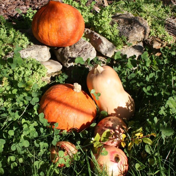 Potimarron dans le jardin