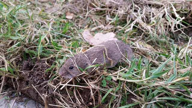 Rat-taupier-campagnol-Jardinot-Narbonne